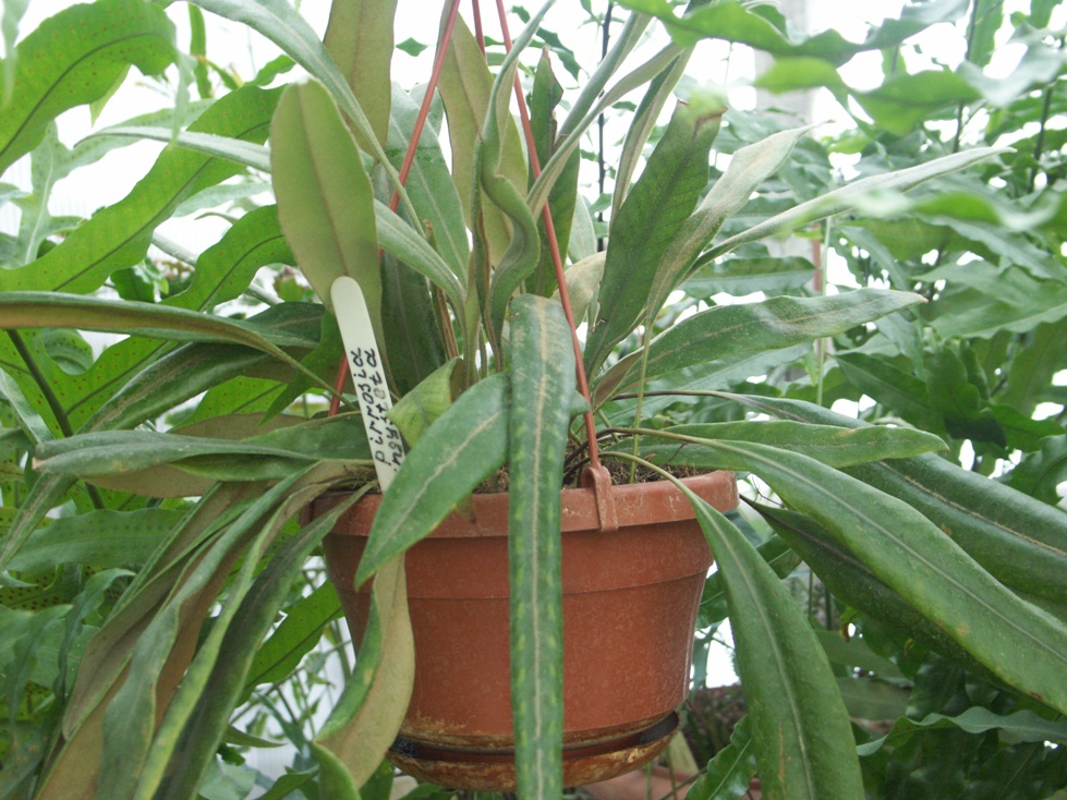 Pyrrosia angustata (Sw.) Ching